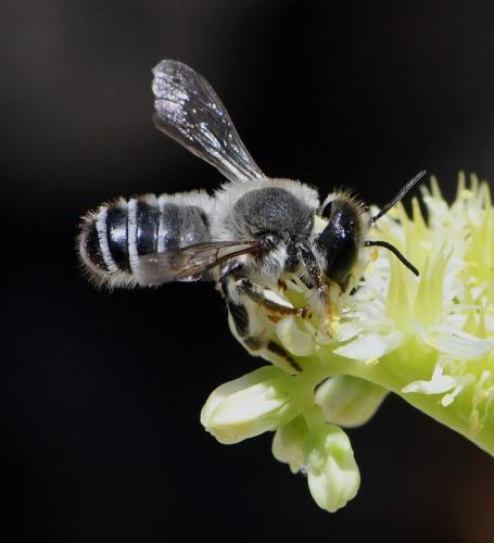 Réf. 262 912 : Megachile ericetorum